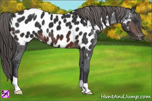 Horse Color:Brown Appaloosa 