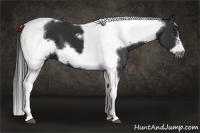 Horse Color:White Spotted Liver Chestnut Splash Tobiano Frame