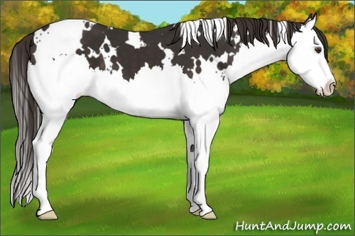 Horse Color:White Spotted Liver Chestnut Splash
