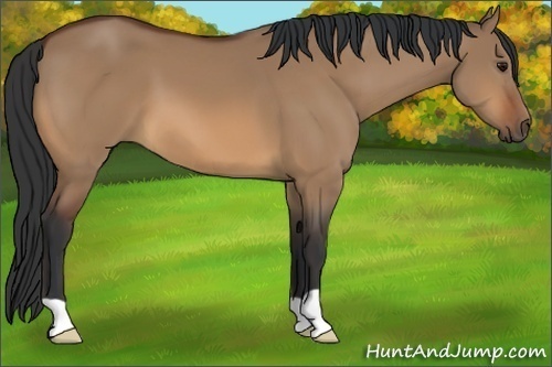 Horse Color:Bay Dun