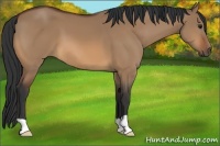 Horse Color:Bay Dun