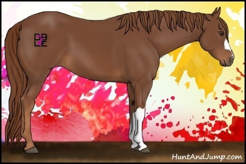 Horse Color:Chestnut 