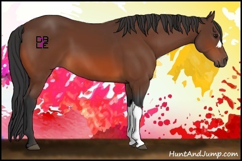 Horse Color:Bay 