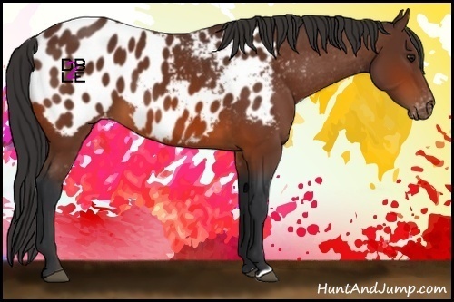 Horse Color:Bay Appaloosa 