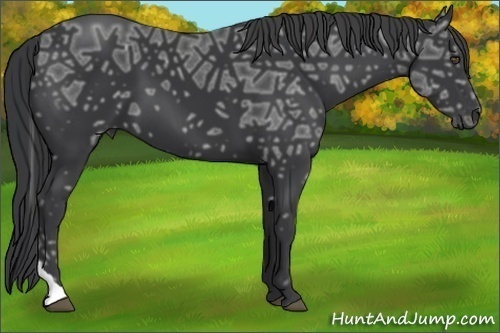 Horse Color:Black Ice Tobiano 