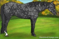 Horse Color:Black Ice Tobiano