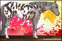 Horse Color:Bay Appaloosa 