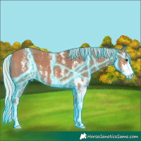 Horse Color:Thunderstruck Silver Bay Sabino