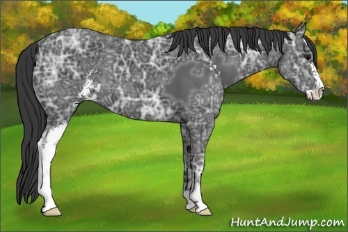 Horse Color:Black Ice Sabino
