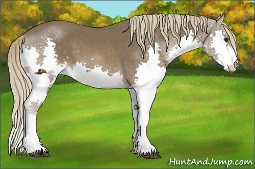 Horse Color:Liver Chestnut Splash 