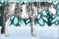 Horse Color:White Spotted Black