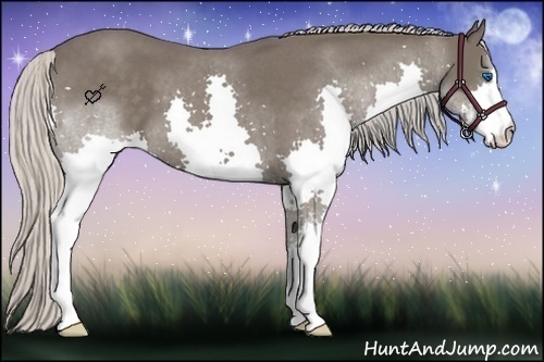 Horse Color:Silver Blue Roan Splash 