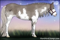 Horse Color:Silver Blue Roan Splash
