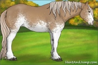 Horse Color:White Spotted Palomino 