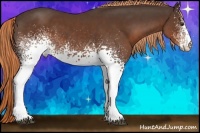 Horse Color:White Spotted Liver Chestnut 