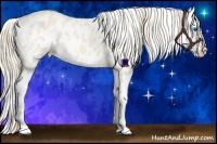 Horse Color:Perlino Splash Appaloosa 
