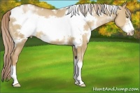 Horse Color:White Spotted Liver Red Dun Pearl Sabino Frame