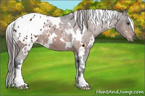 Horse Color:White Spotted Bay Blanket