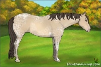 Horse Color:Amber Cream Champagne Ice