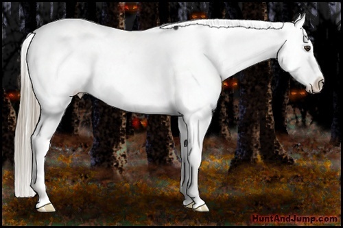 Horse Color:Liver Chestnut Appaloosa 