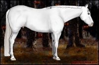 Horse Color:Liver Chestnut Snowcap 