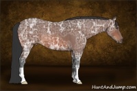 Horse Color:Bay Ice Roan 