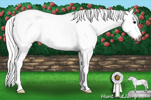 Horse Color:Gray Black Sabino 