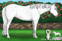 Horse Color:Gray Black Sabino 