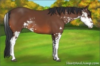 Horse Color:Bay Sabino 