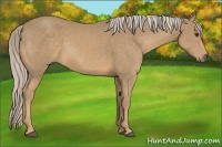 Horse Color:Palomino Sabino 