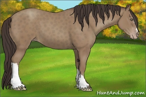 Horse Color:Classic Champagne Frame 