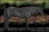 Horse Color:Black  Brindle