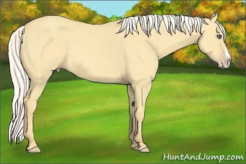 Horse Color:Silver Classic Cream Champagne Dun Splash Frame