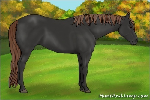 Horse Color:Liver Chestnut 