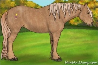 Horse Color:Chestnut  Brindle