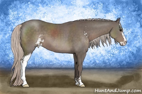 Horse Color:Silver Black Sabino 