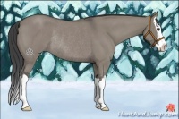 Horse Color:Smoky Grullo Roan Splash Rabicano