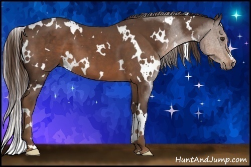 Horse Color:White Spotted Liver Chestnut