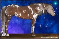 Horse Color:White Spotted Liver Chestnut