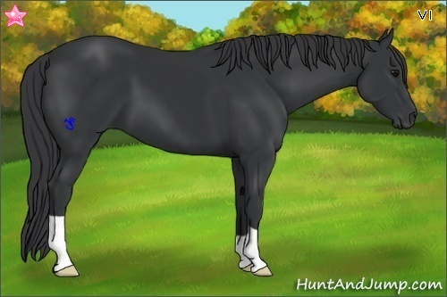 Horse Color:Black 
