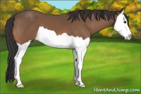 Horse Color:Buckskin Splash