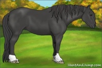 Horse Color:Smoky Black