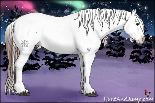 Horse Color:Bay Varnish