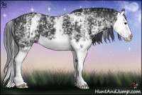Horse Color:White Spotted Black Splash