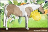 Horse Color:Palomino Tobiano 