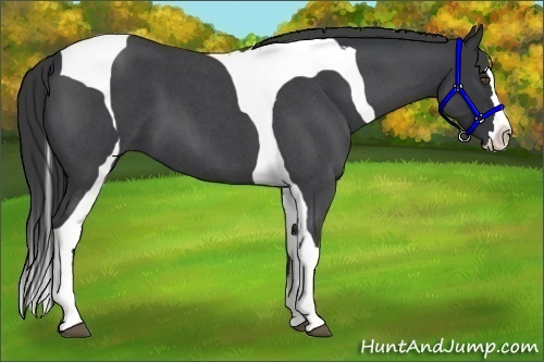 Horse Color:Blue Roan Splash Tobiano
