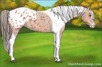 Horse Color:Bay Splash Tobiano Frame Blanket 