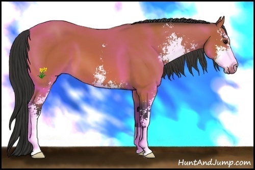 Horse Color:Bay Sabino 