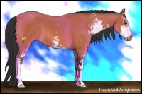 Horse Color:Bay Sabino 