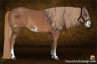 Horse Color:Chestnut Sabino